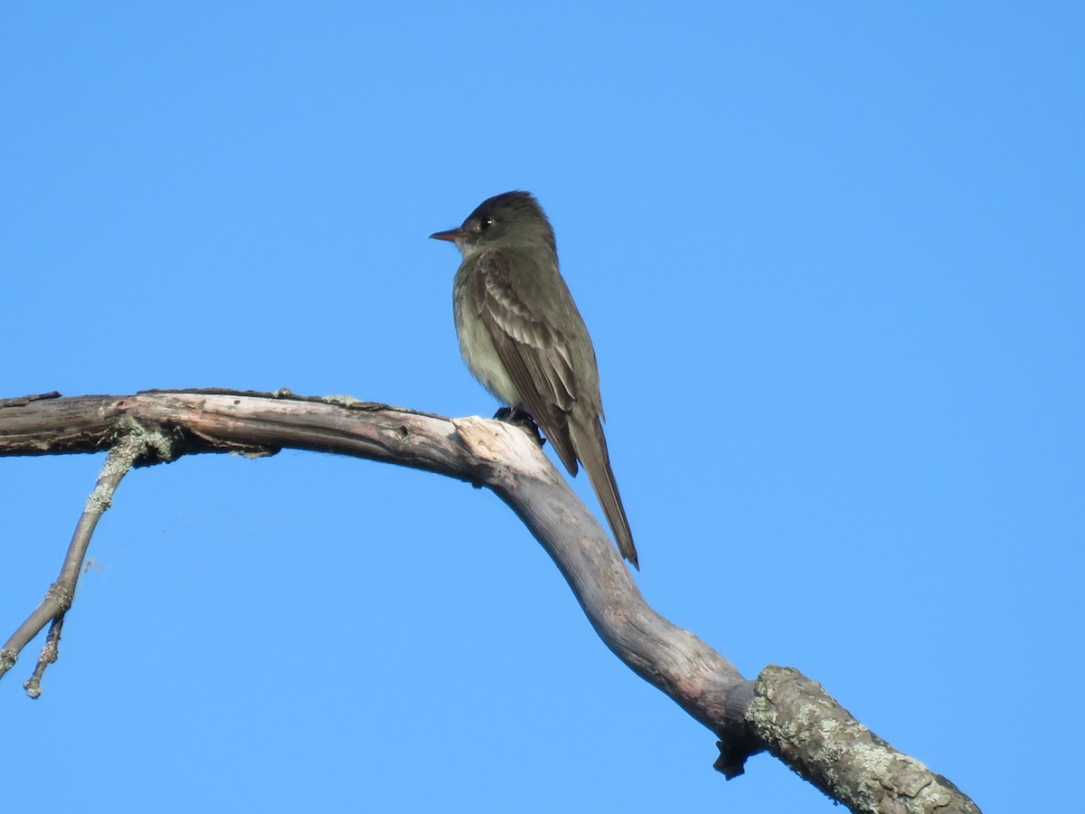 Eastern Wood-Pewee - ML619578743