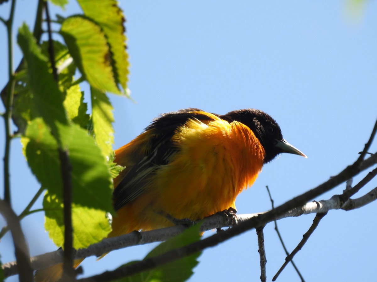 Baltimore Oriole - ML619578745