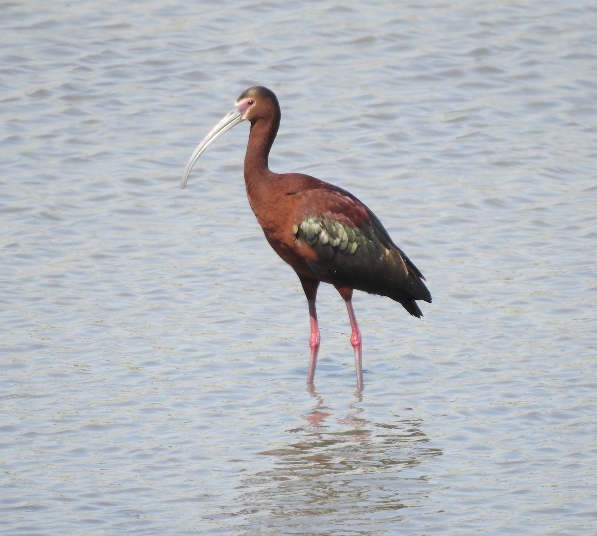 White-faced Ibis - Carolyn Hinkle