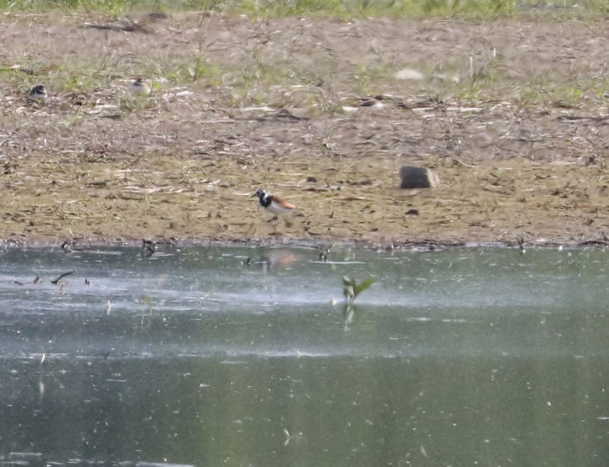 Ruddy Turnstone - ML619578755