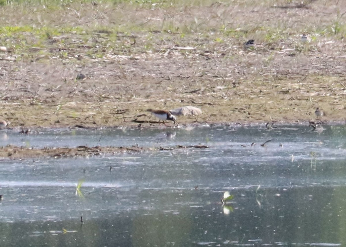 Ruddy Turnstone - ML619578756