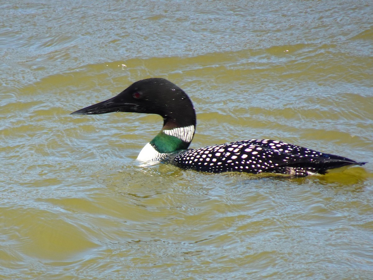 Common Loon - ami horowitz