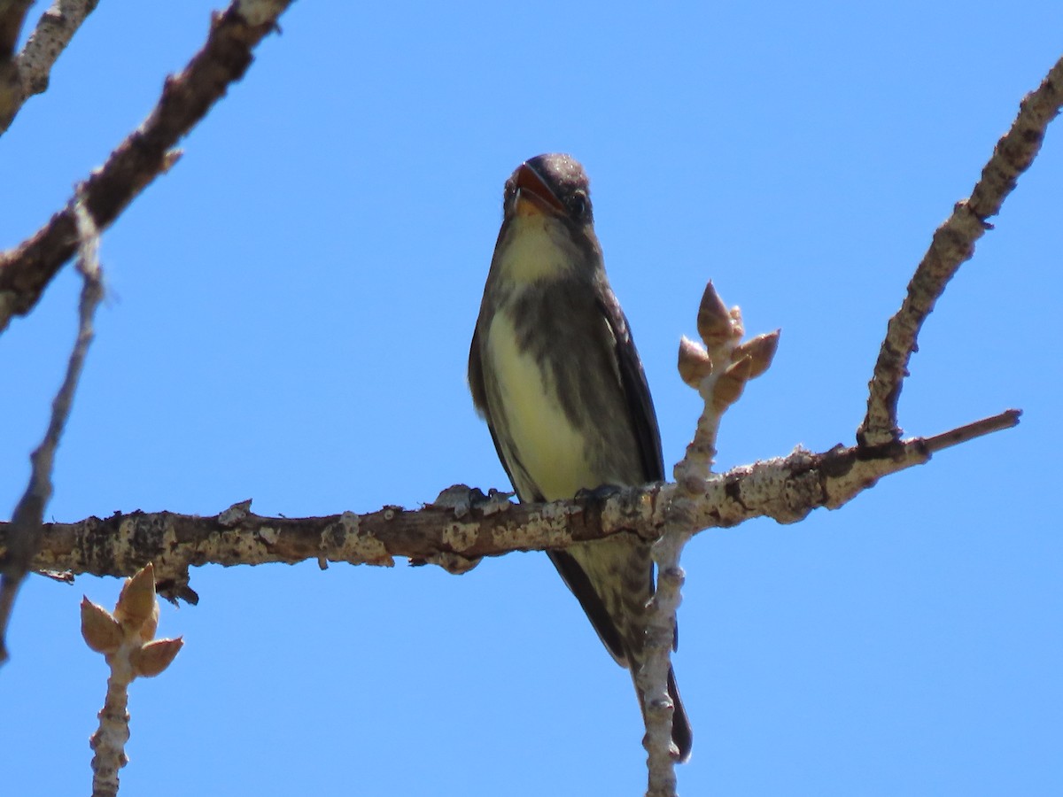 Olive-sided Flycatcher - douglas diekman