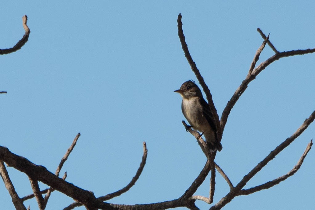 Northern Tropical Pewee - Andrea Heine