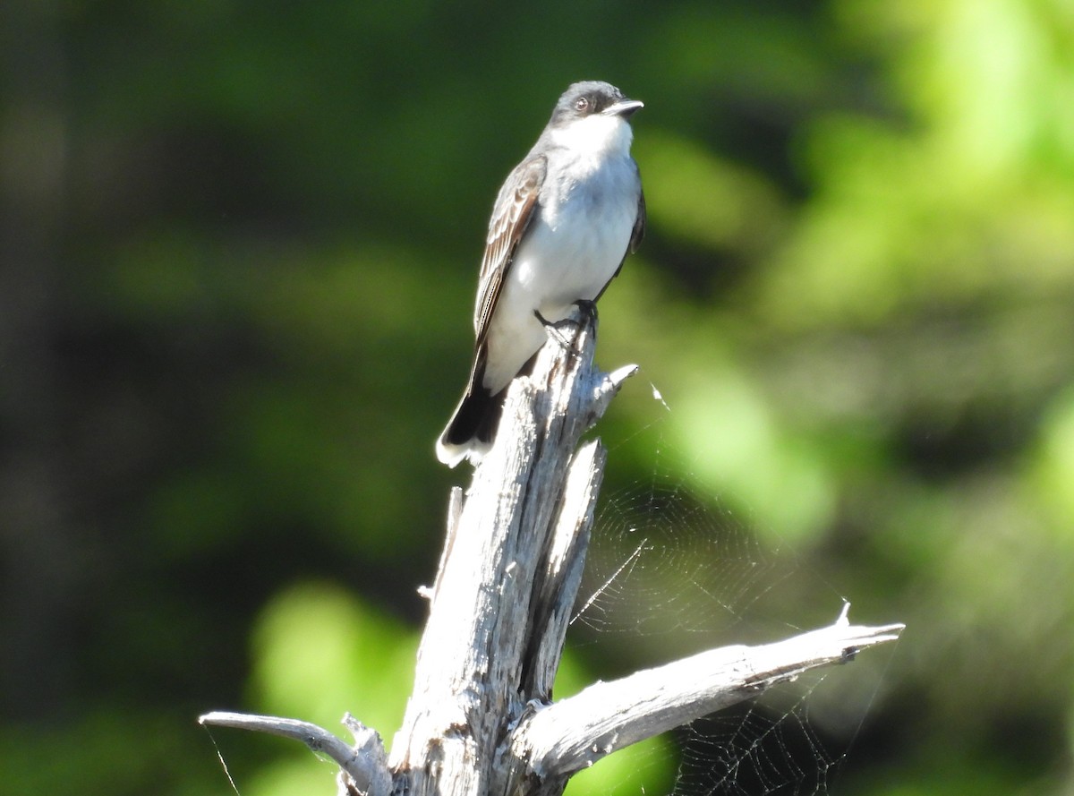 Eastern Kingbird - Glenn Hodgkins