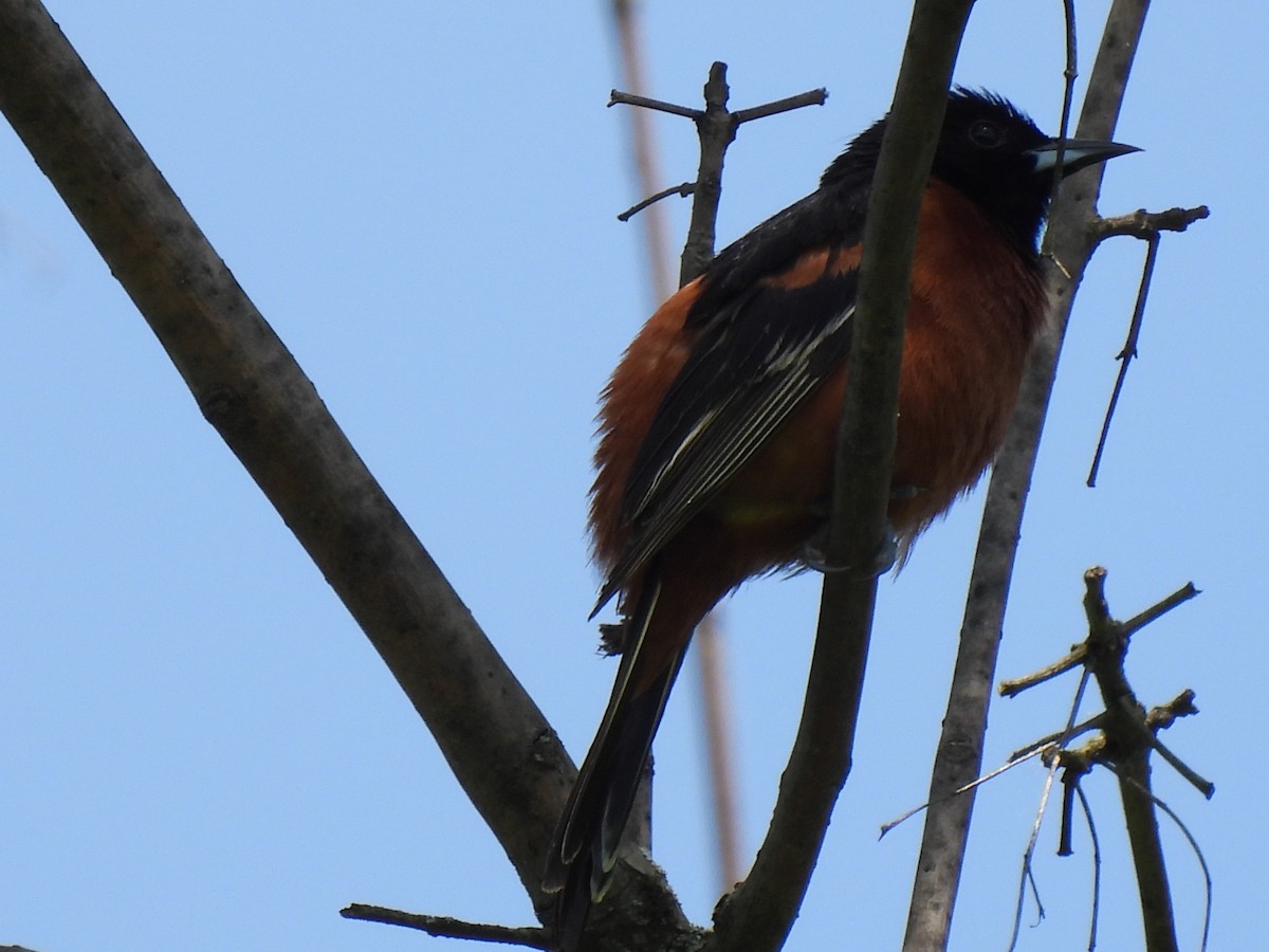 Orchard Oriole - ML619578773
