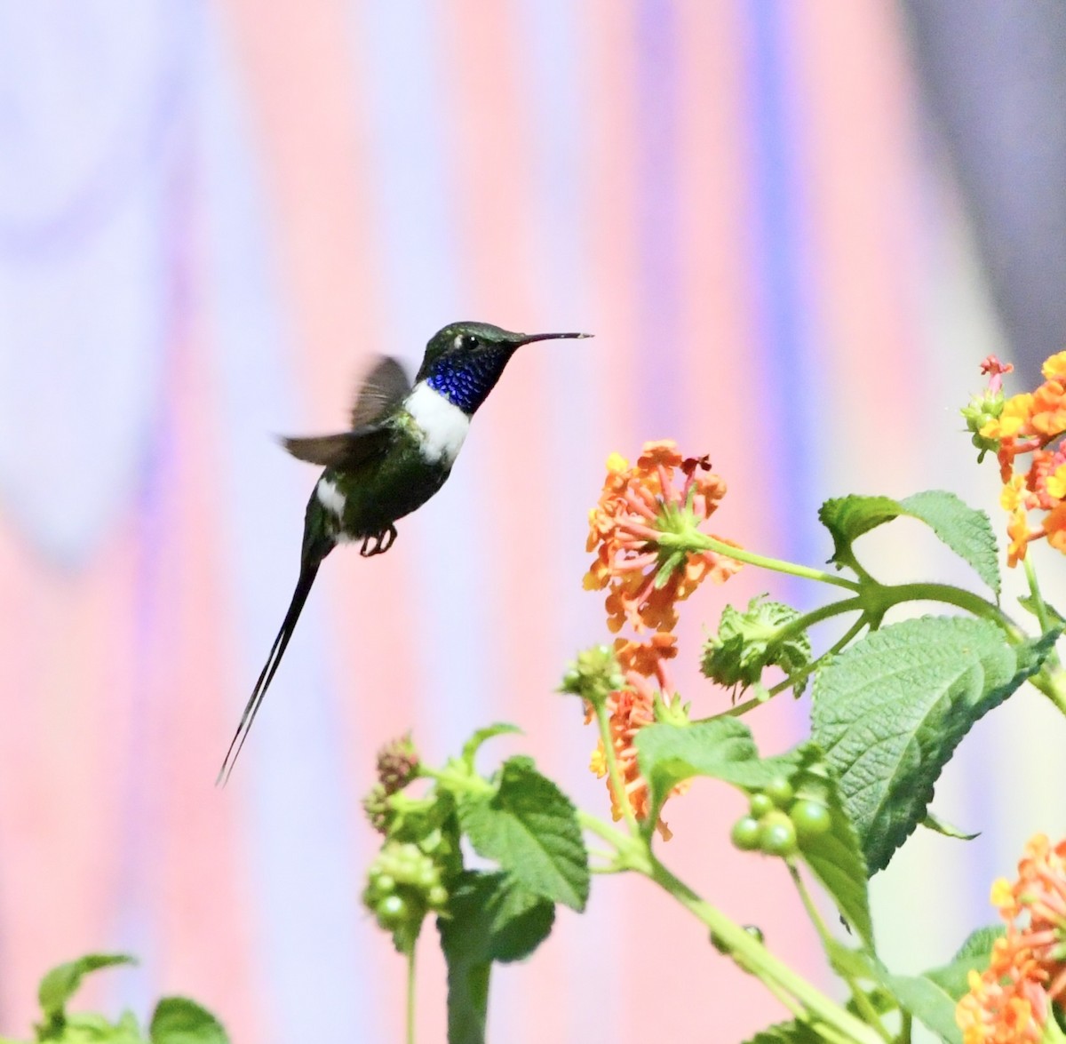 Sparkling-tailed Hummingbird - ML619578774