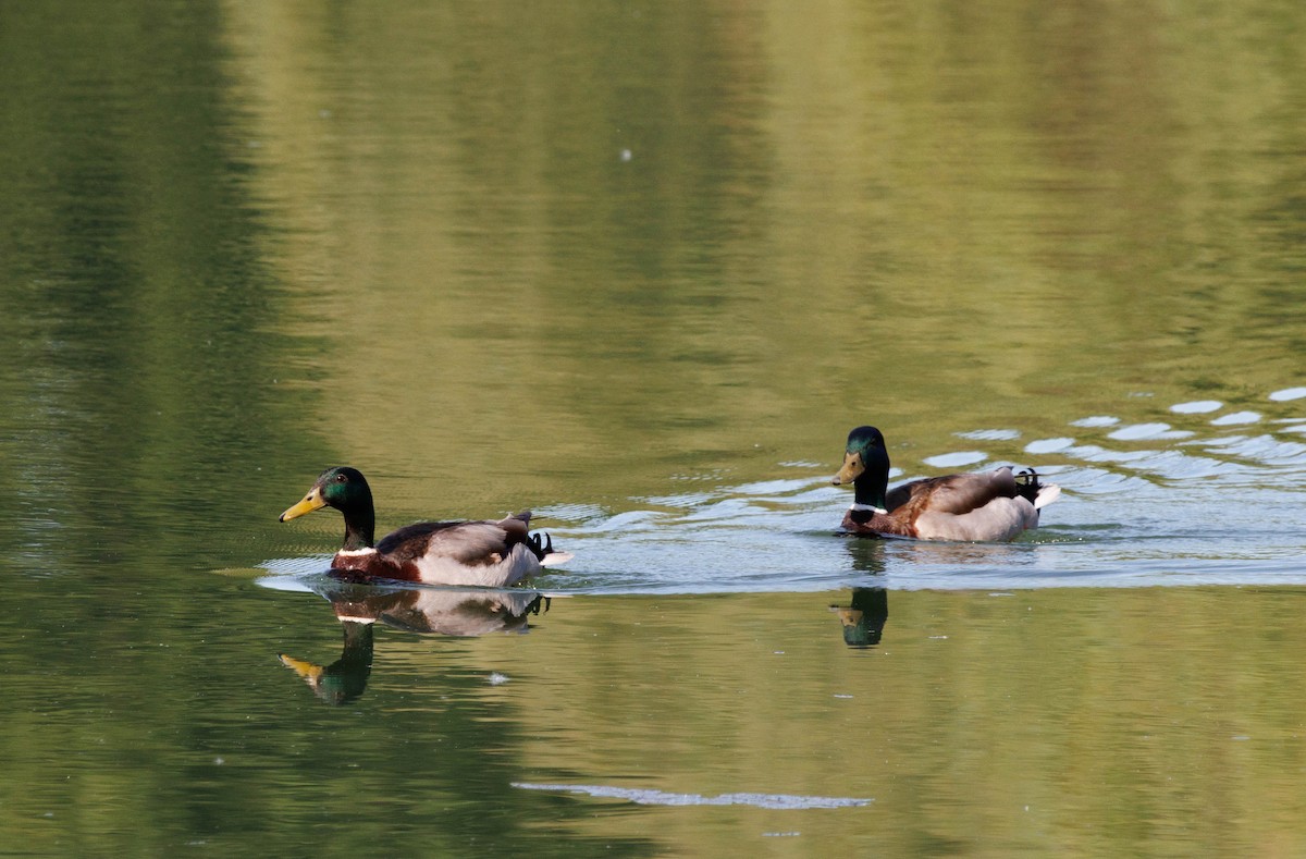 Mallard - Michael Muchmore