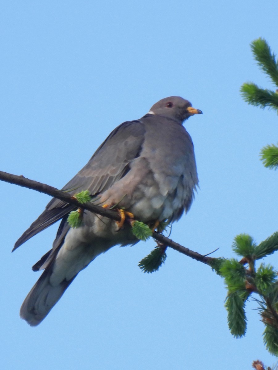 Band-tailed Pigeon - Dave Catterson