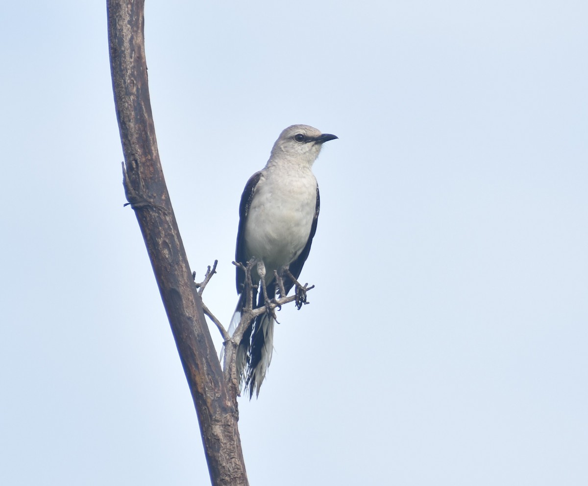 Tropical Mockingbird - Pam García 𝔗𝔦𝔯𝔞𝔫𝔬𝔰 𝔘𝔯𝔟𝔞𝔫𝔬𝔰