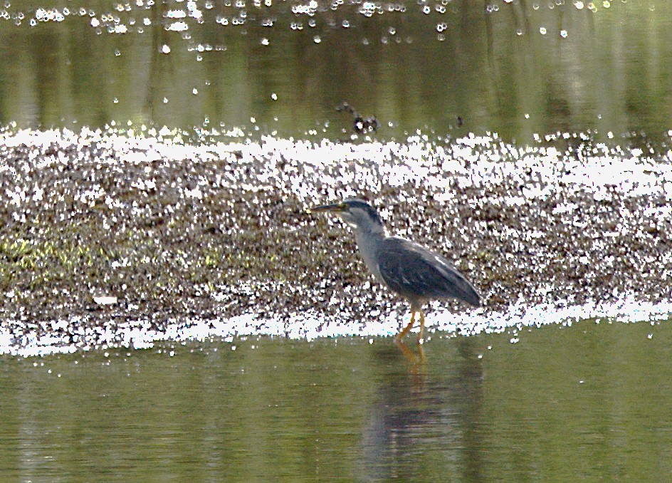 Striated Heron - Patrícia Hanate