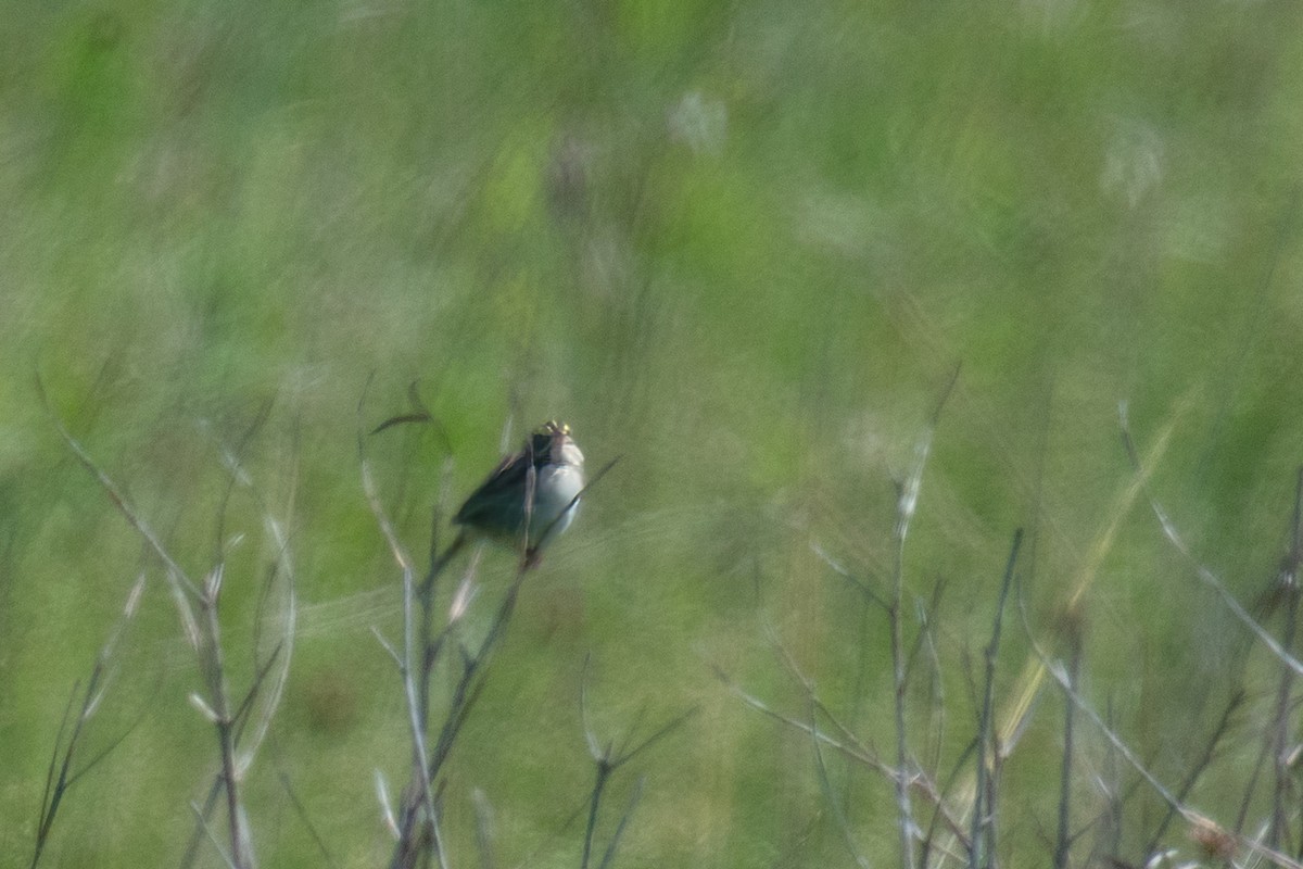 Henslow's Sparrow - Annette McClellan