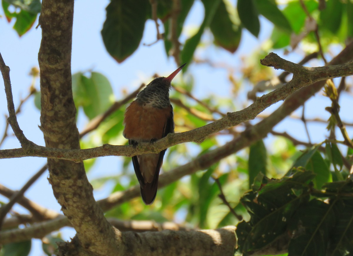 Amazilia Hummingbird - ML619578798