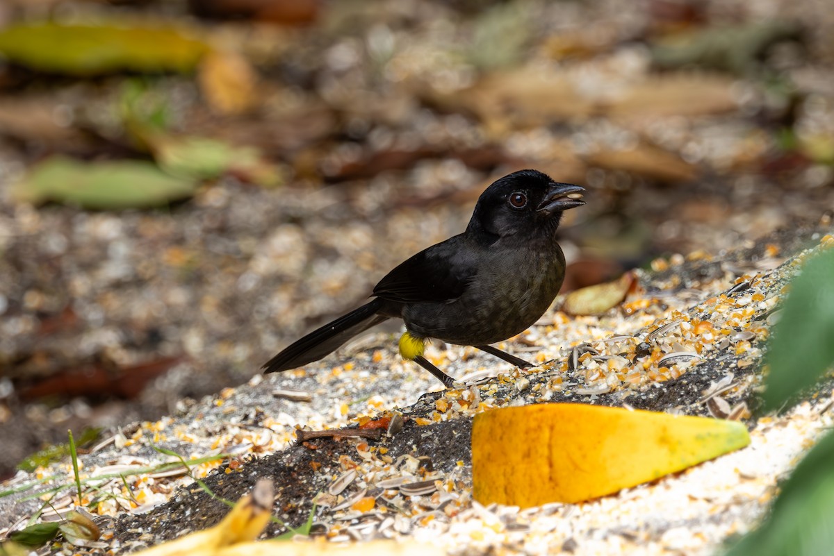 Yellow-thighed Brushfinch - Mason Flint