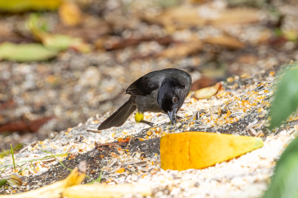 Yellow-thighed Brushfinch - Mason Flint