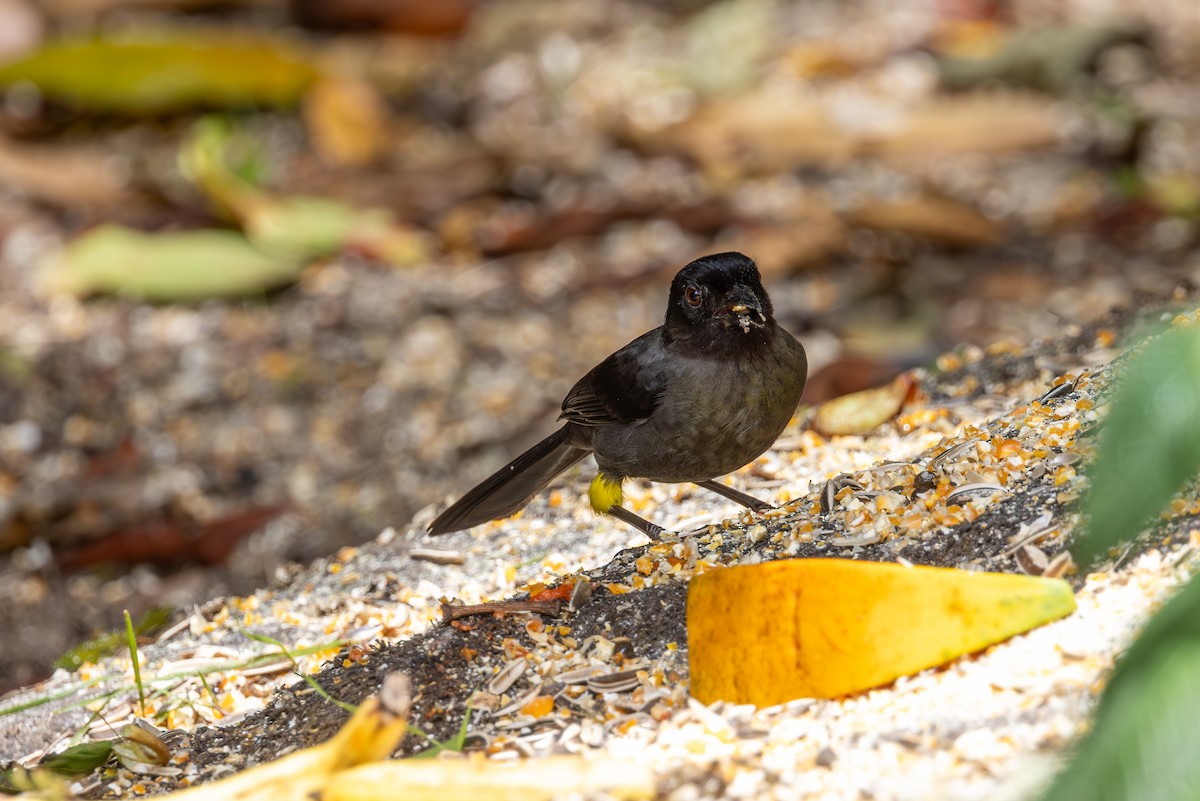 Yellow-thighed Brushfinch - ML619578804