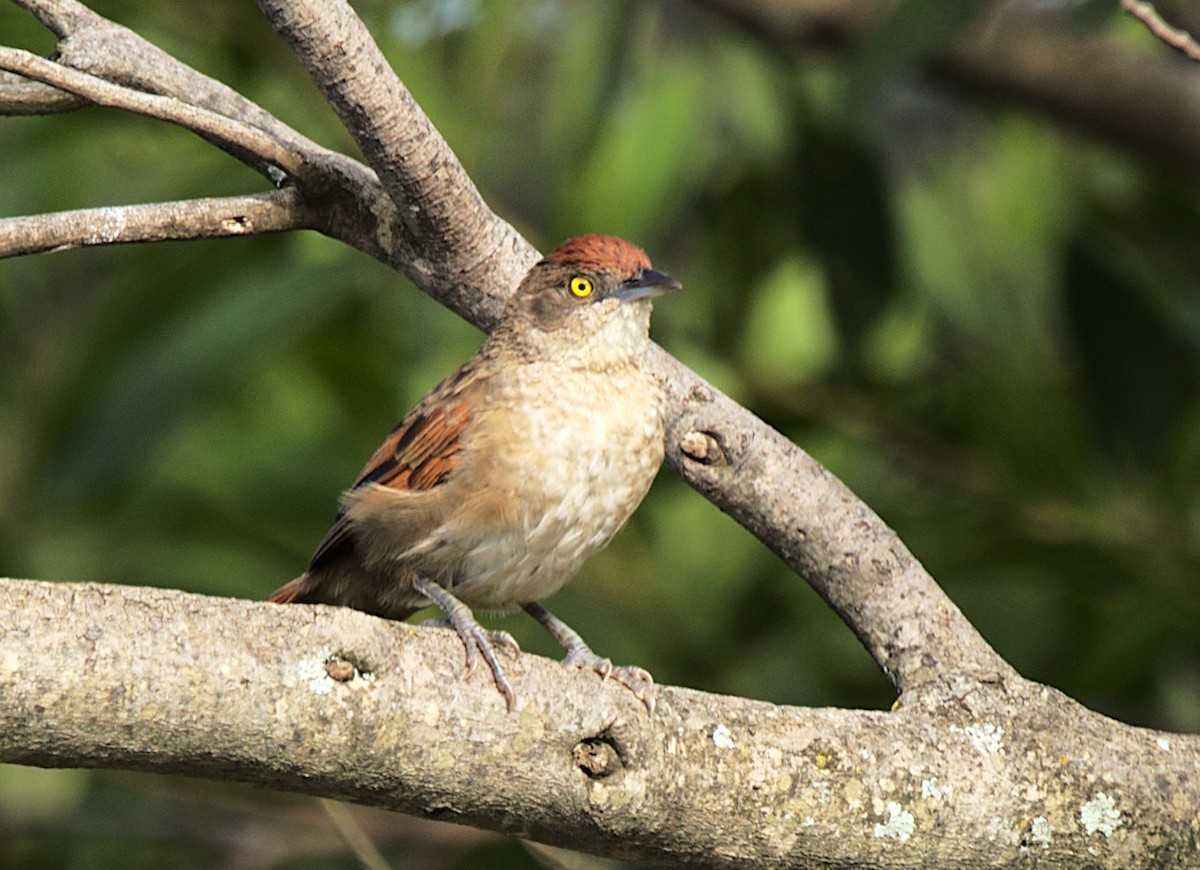 Greater Thornbird - Patrícia Hanate