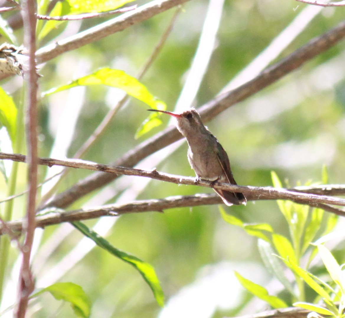 Broad-billed Hummingbird - Larry Bennett
