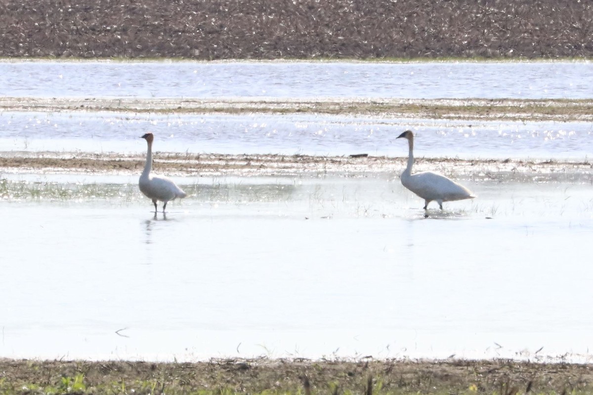 Trumpeter Swan - Aaron Hywarren