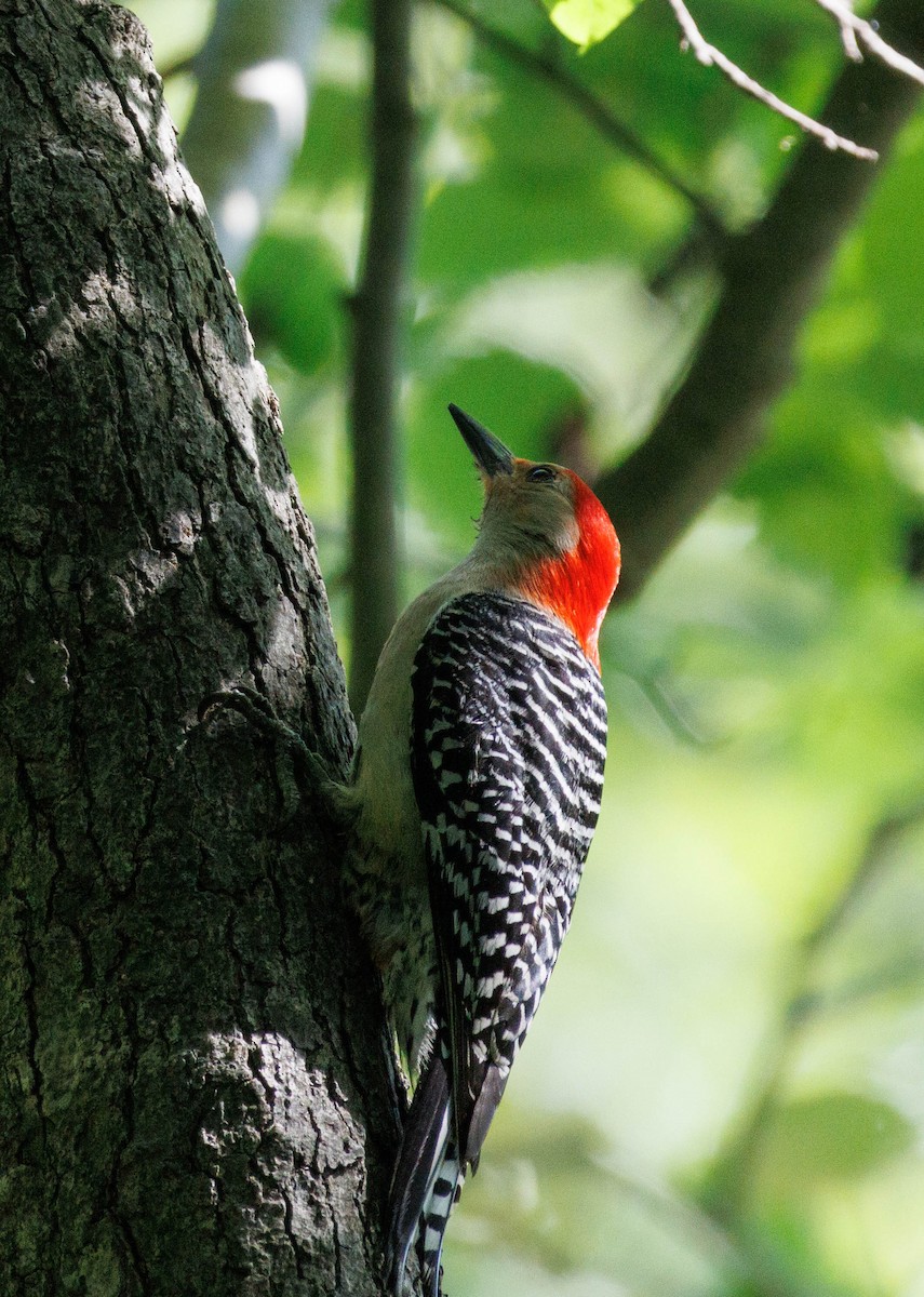 Red-bellied Woodpecker - Michael Muchmore