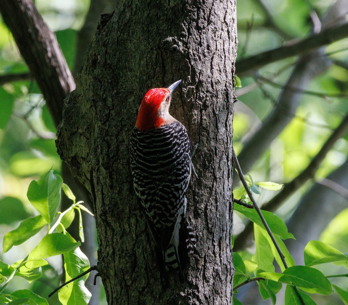 Red-bellied Woodpecker - Michael Muchmore