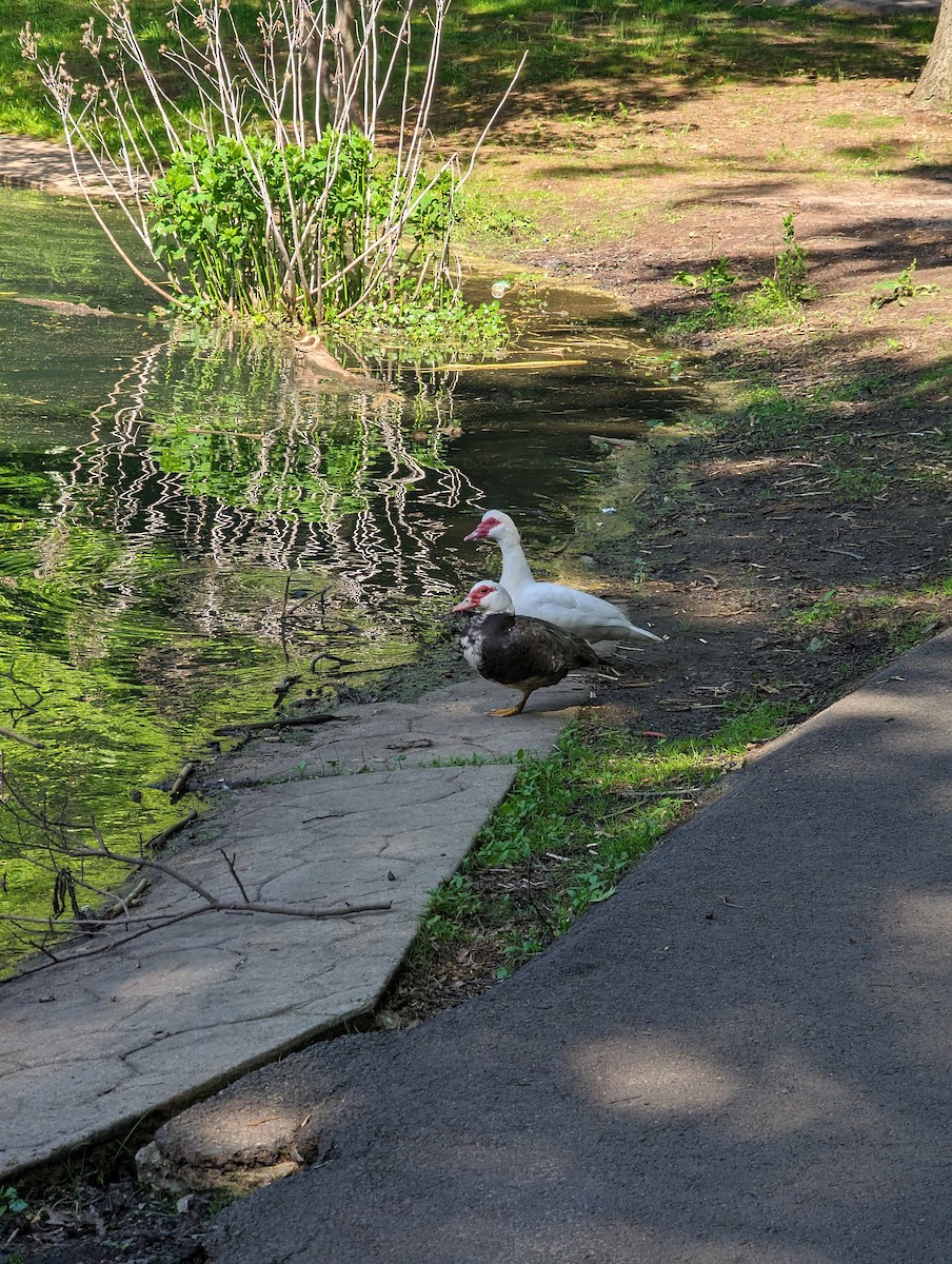 Muscovy Duck (Domestic type) - Joseph Fogarty