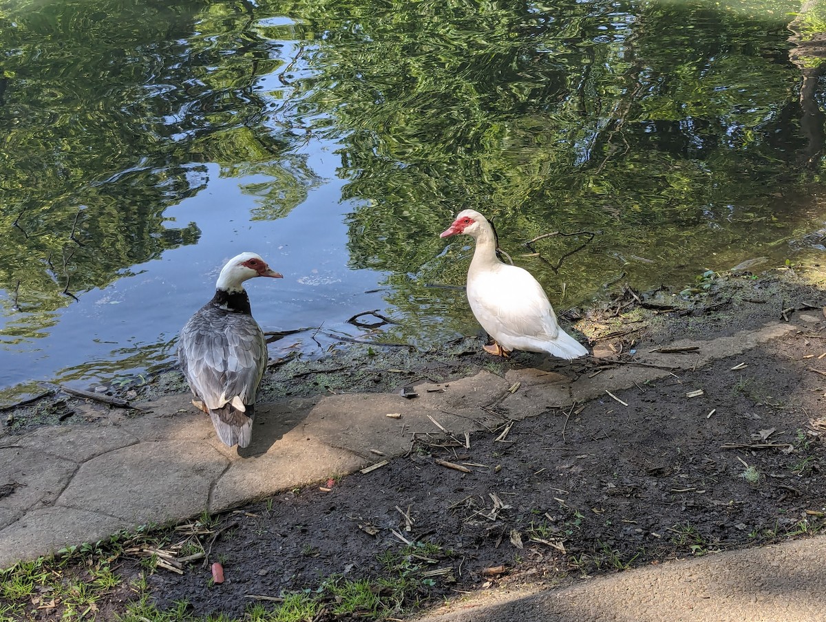 Canard musqué (forme domestique) - ML619578840