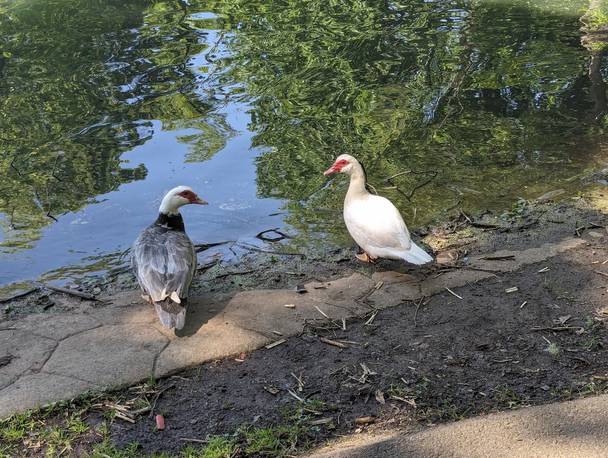 Muscovy Duck (Domestic type) - ML619578840