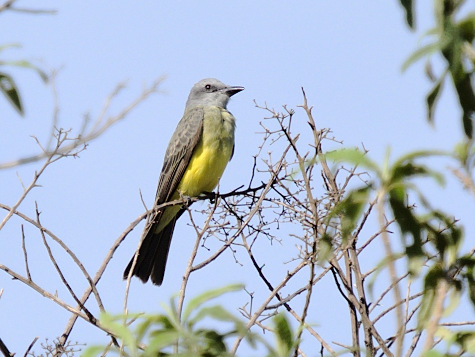 Tropical Kingbird - Patrícia Hanate
