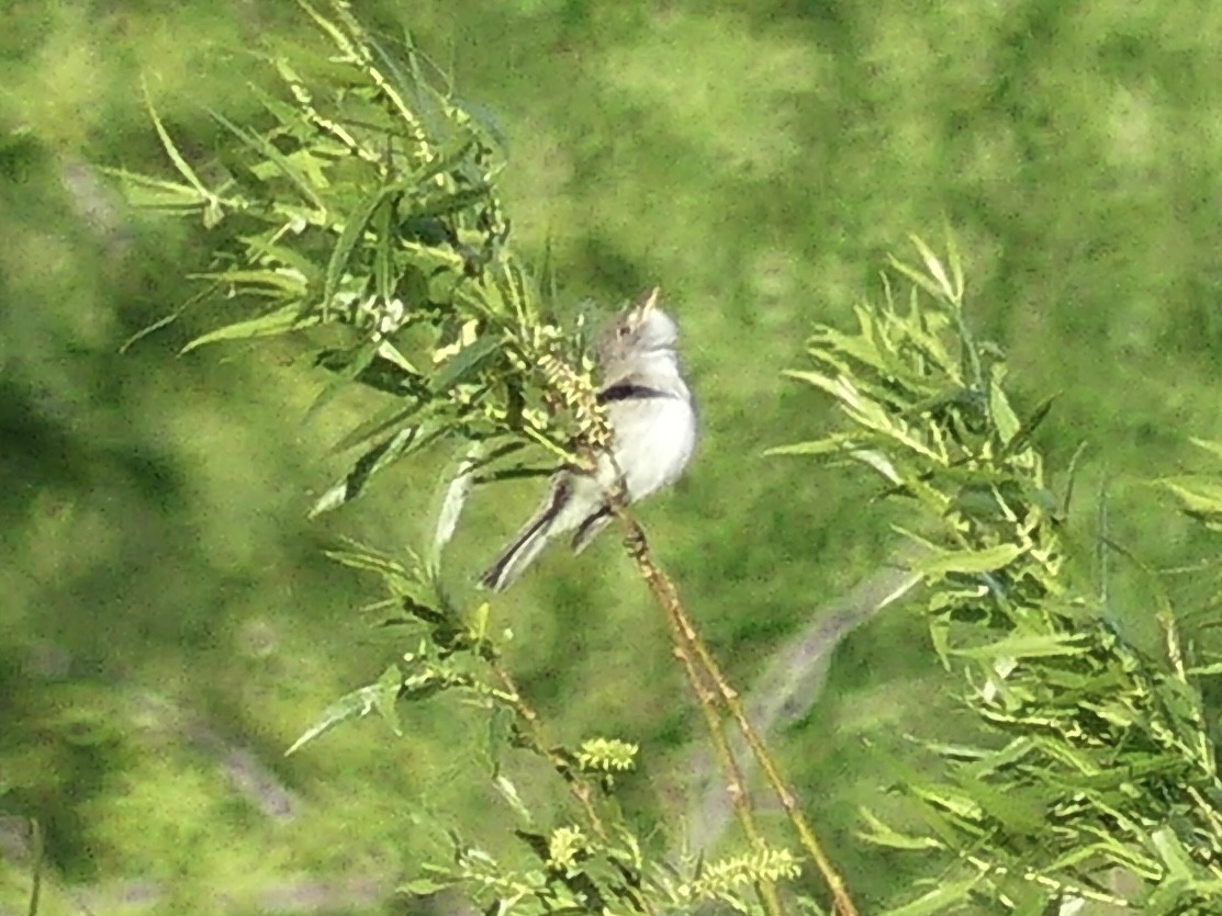 Willow Flycatcher - Anonymous