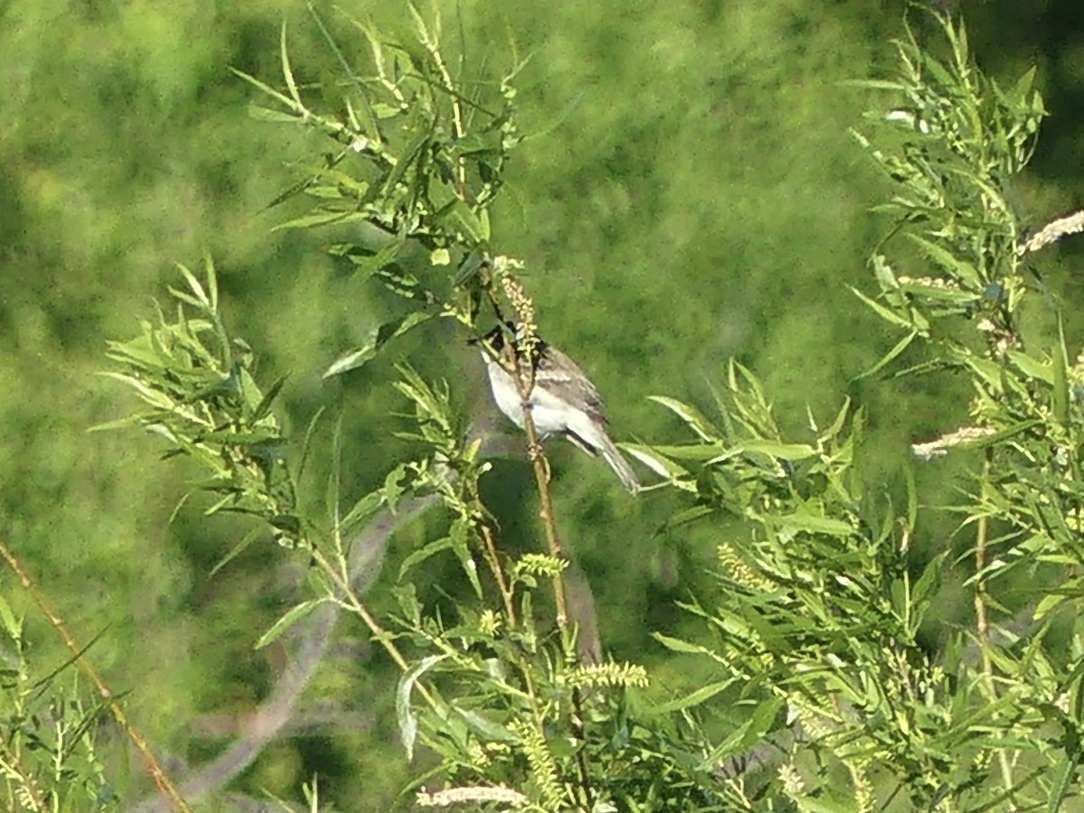 Willow Flycatcher - Anonymous