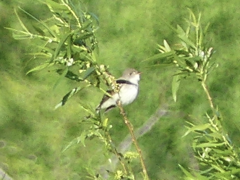 Willow Flycatcher - Anonymous