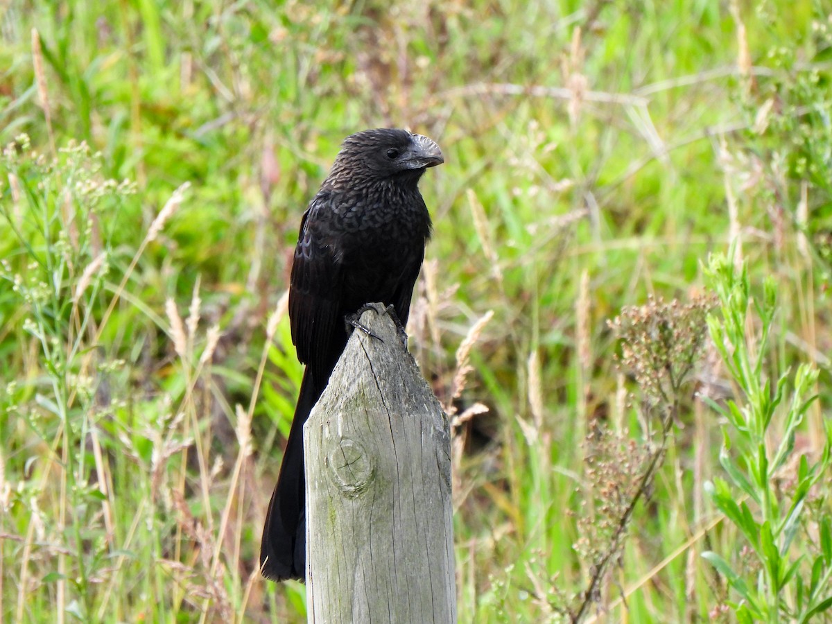 Smooth-billed Ani - ML619578848