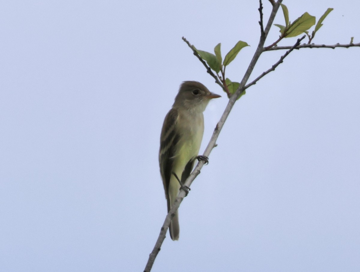 Willow Flycatcher - Charlie   Nims