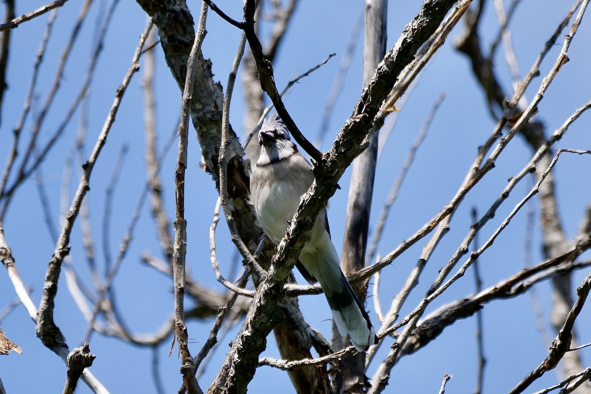 Blue Jay - Bruce & Lori Whitehouse