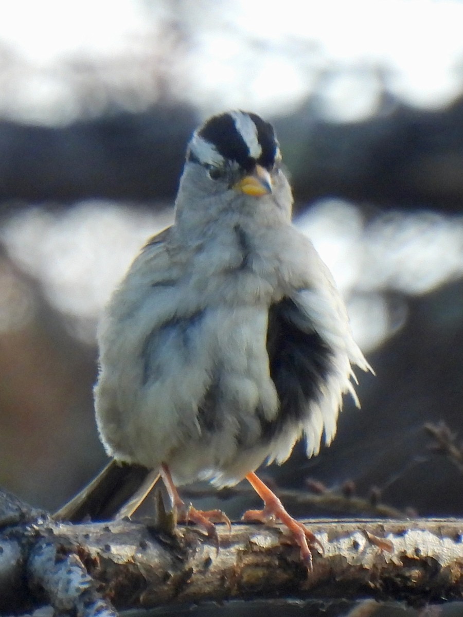 White-crowned Sparrow (pugetensis) - Dave Catterson