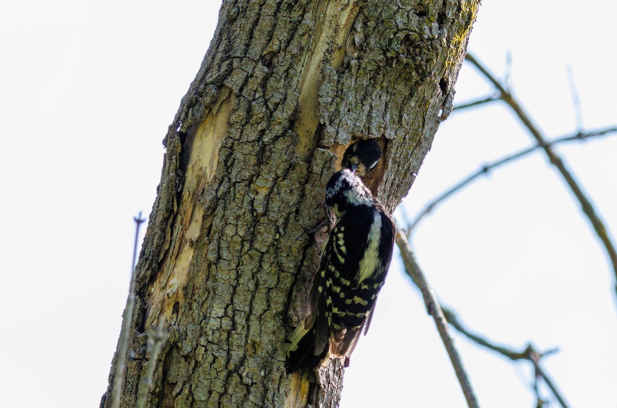 Downy Woodpecker - ML619578887