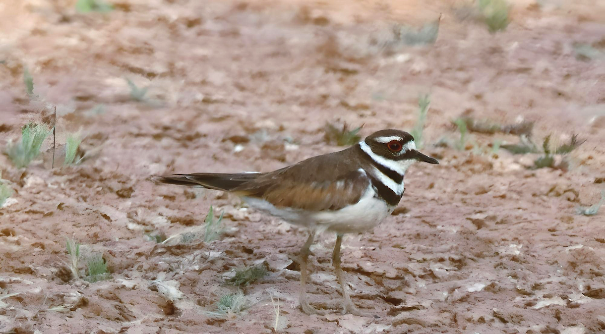 Killdeer - Jennifer Broadwater