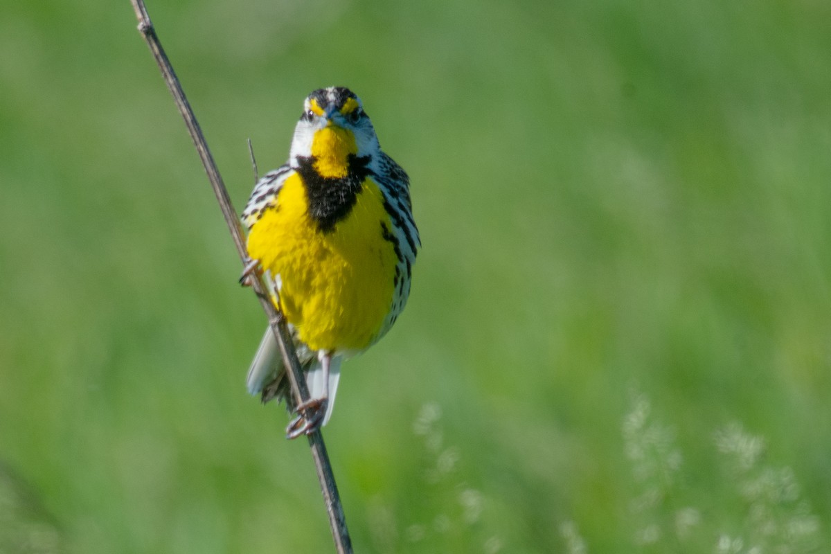 Eastern Meadowlark - Annette McClellan