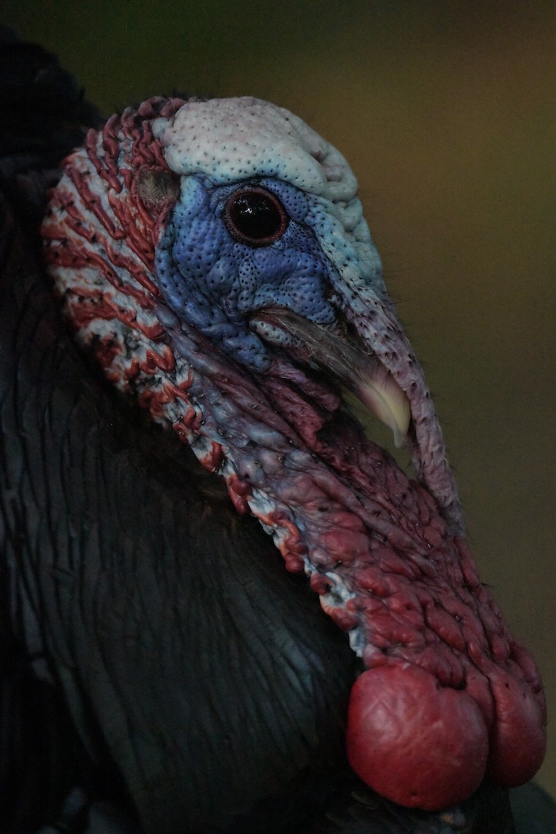 Wild Turkey - Igor Kabic