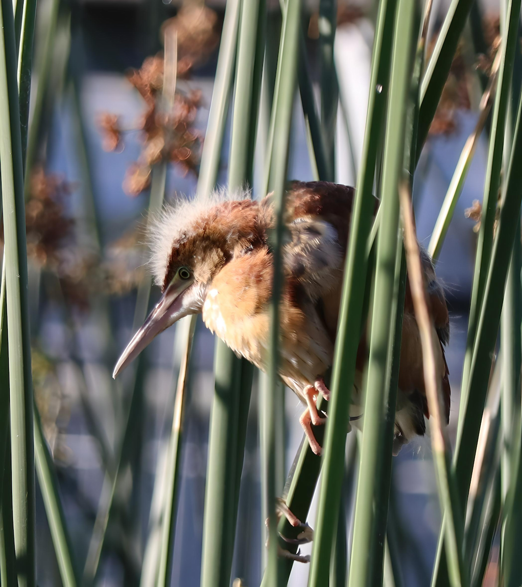 Least Bittern - Jennifer Broadwater