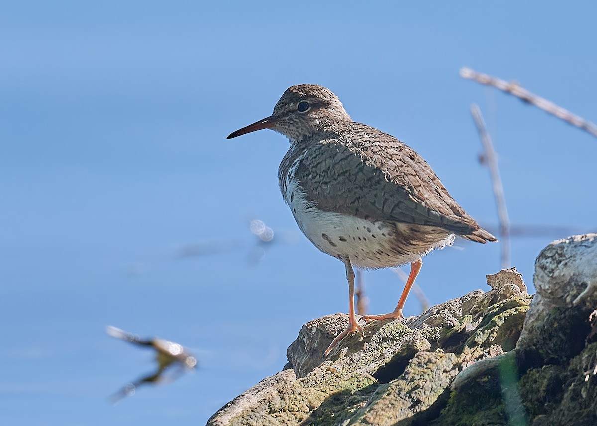 Spotted Sandpiper - Bruce Cyganowski