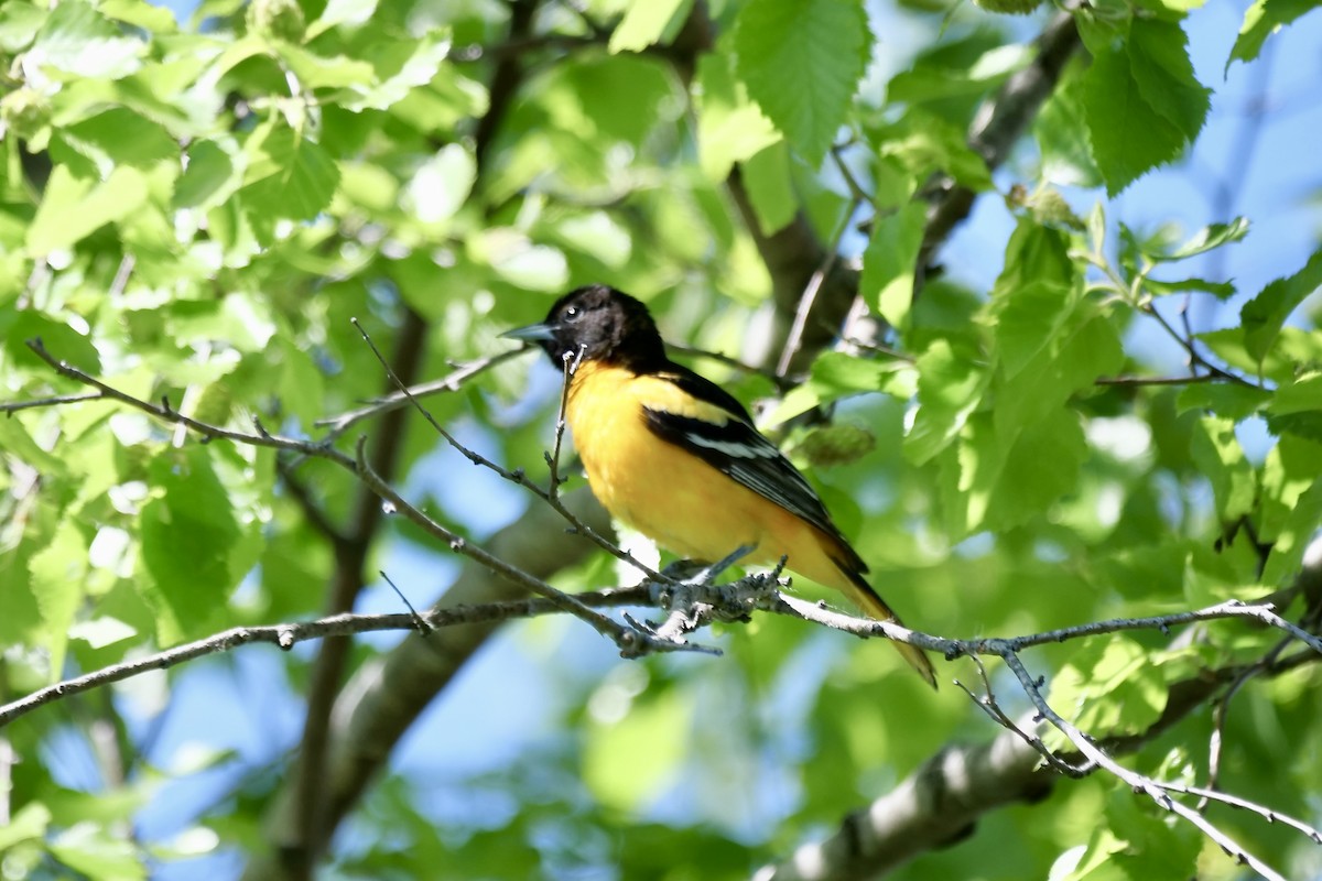 Baltimore Oriole - Bruce & Lori Whitehouse