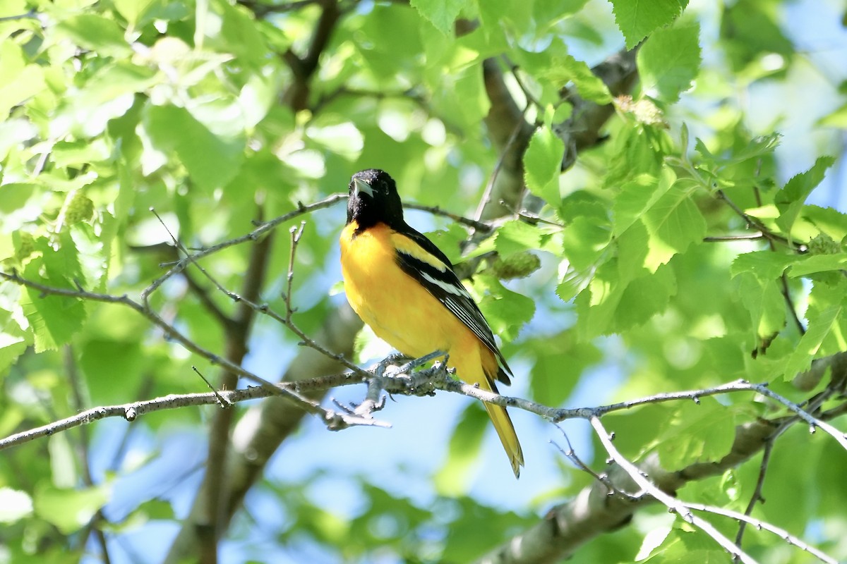 Baltimore Oriole - Bruce & Lori Whitehouse