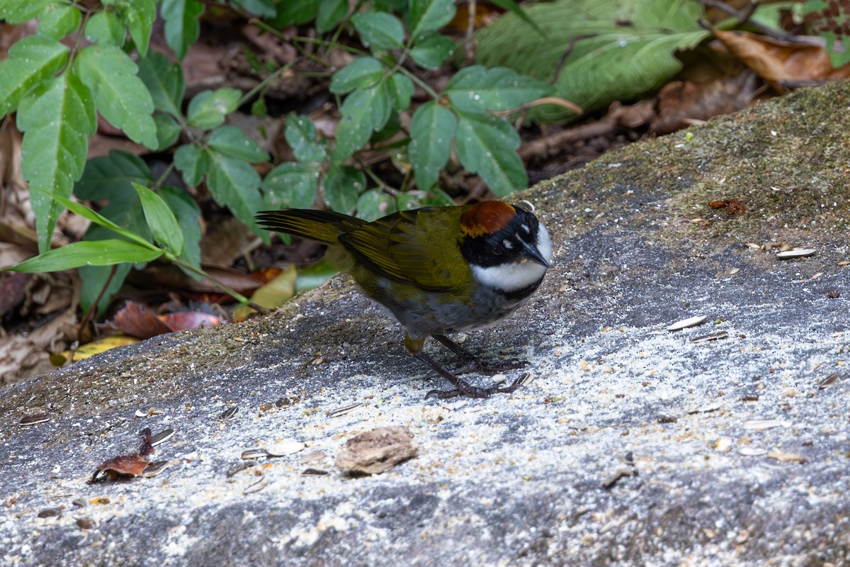 Chestnut-capped Brushfinch - Mason Flint