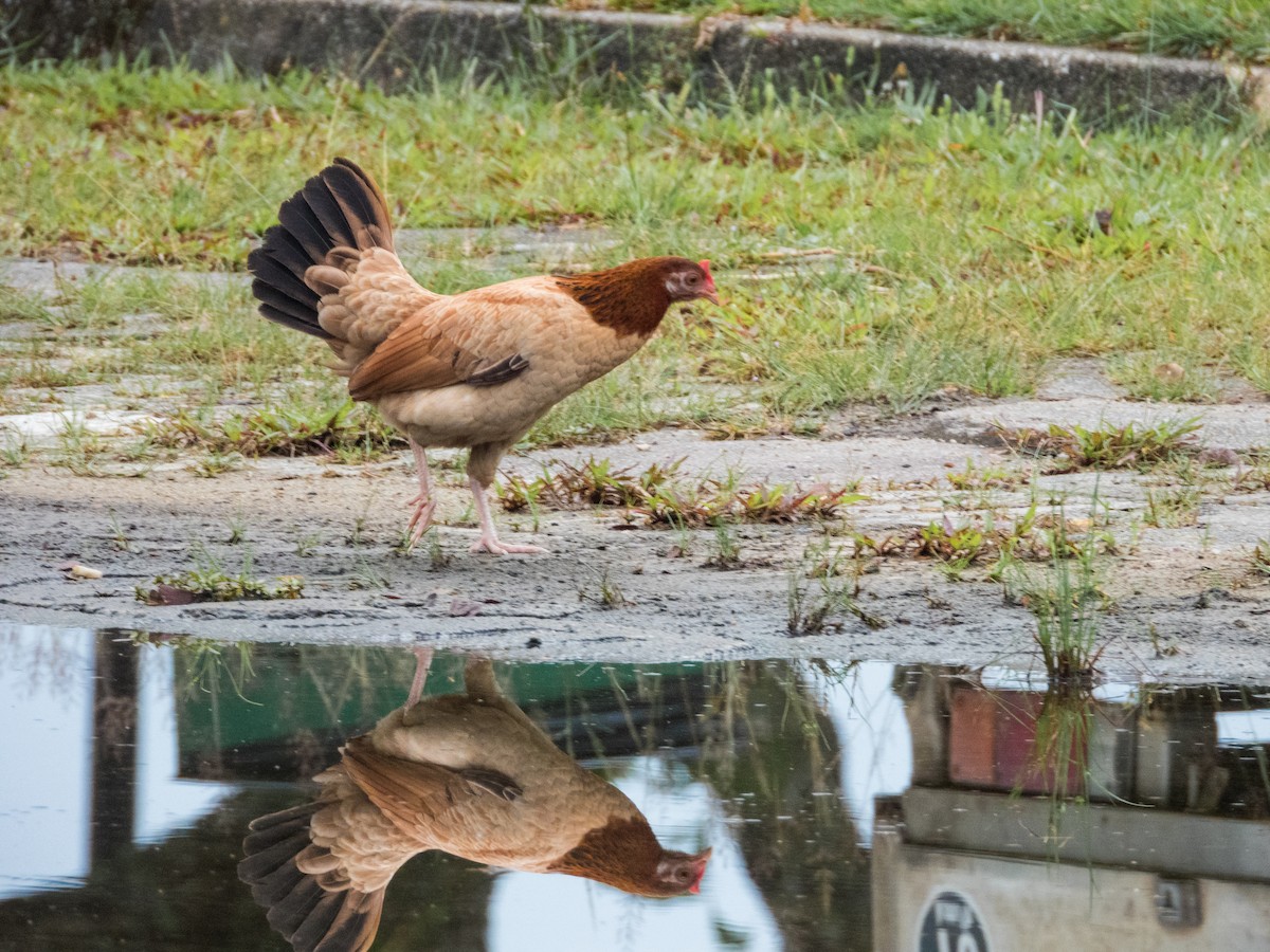 Red Junglefowl - Jorge Juan Rueda