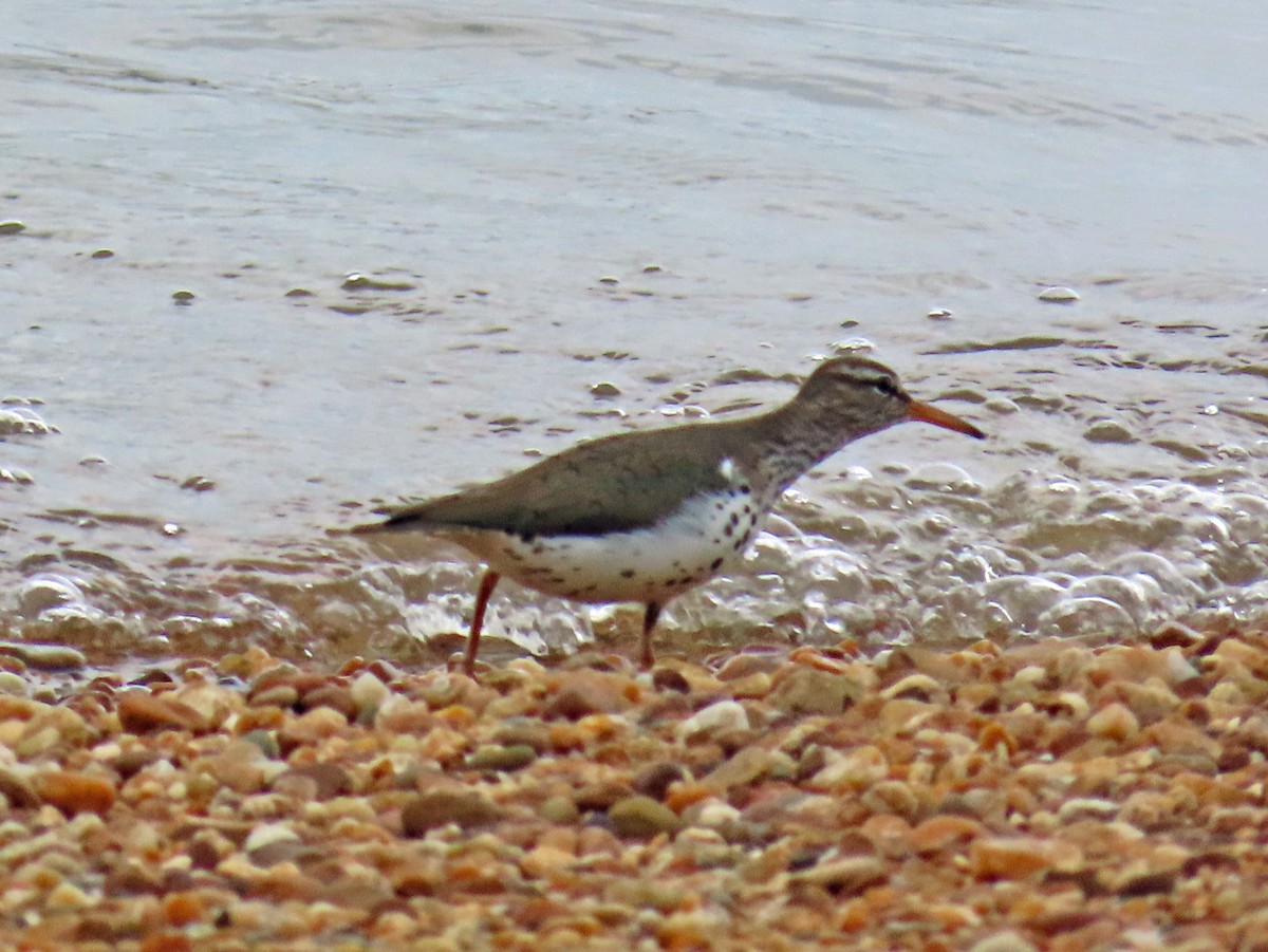 Spotted Sandpiper - JoAnn Potter Riggle 🦤