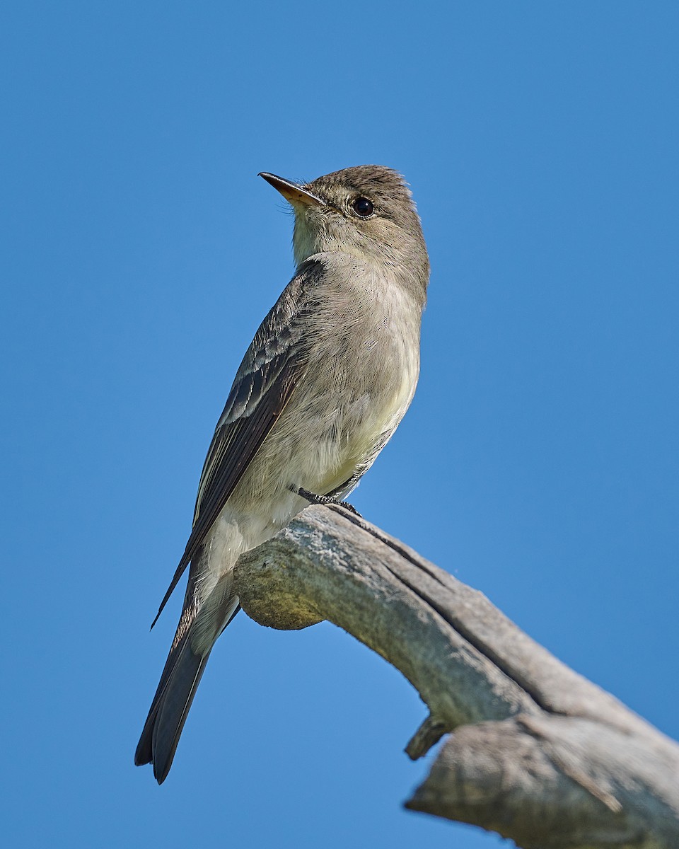 Western Wood-Pewee - ML619578935