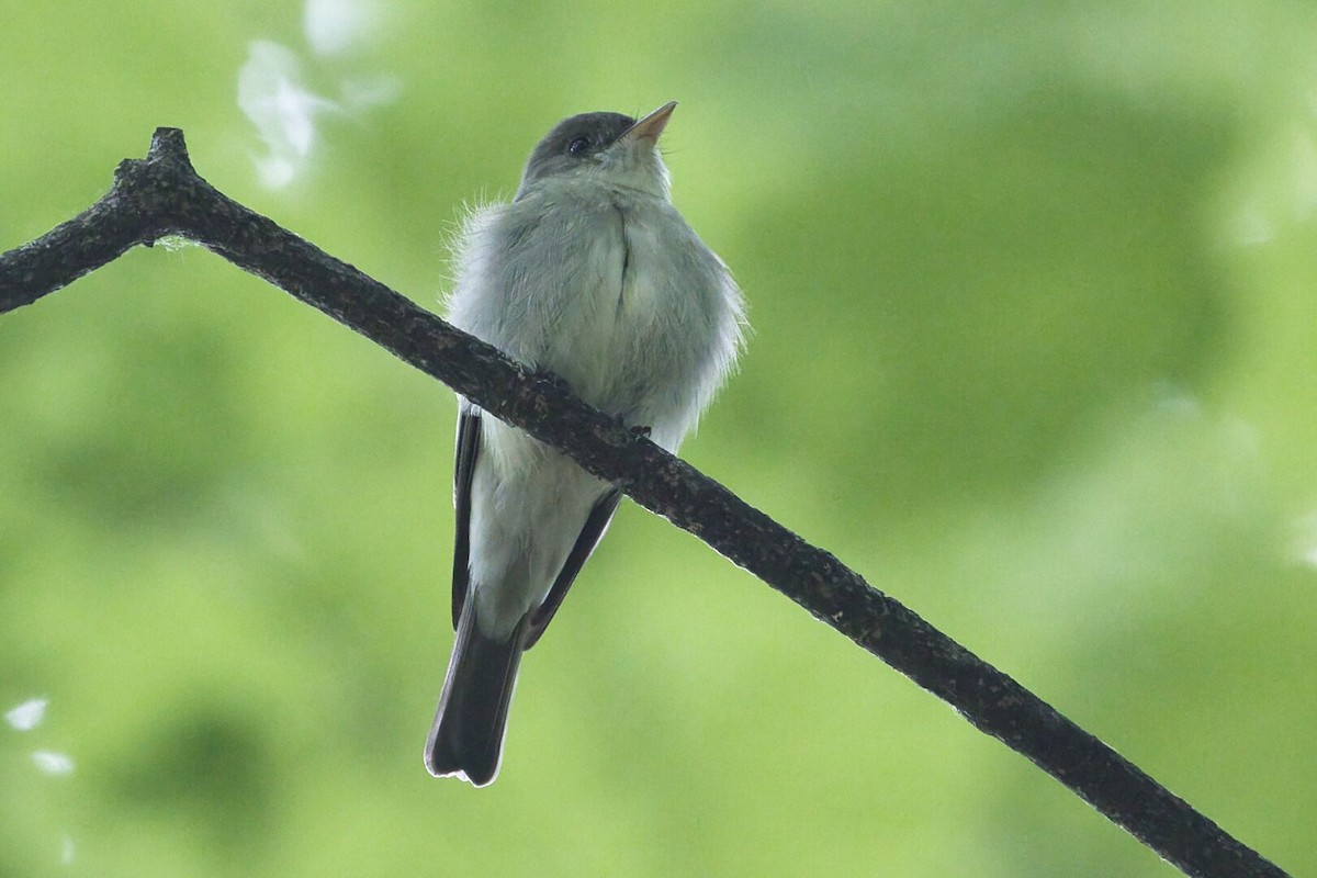 Eastern Wood-Pewee - Lyse Clermont