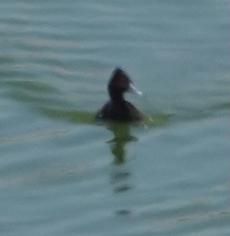 Southern Pochard - Peter Gagarin